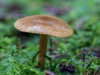 Brauner flachschirmiger Pilz im Moosteppich